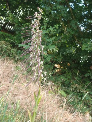 photo of Lizard Orchid