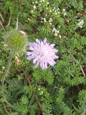 photo of Field Scabious