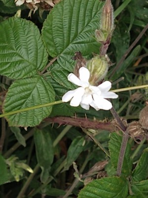 photo of White Campion
