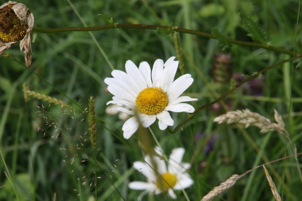 photo of Oxeye Daisy