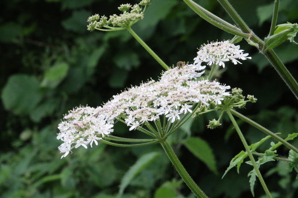 photo of Hogweed