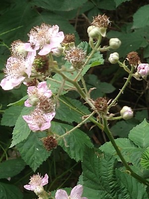 photo of Elm Leaved Bramble
