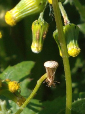 photo of Groundsel