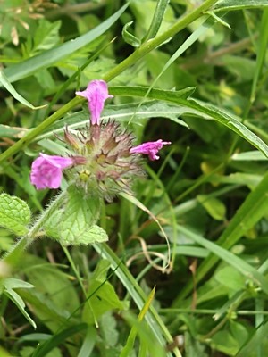 photo of Wild Basil