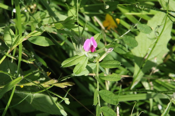 photo of Common Vetch