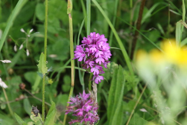 photo of Pyramidal Orchid