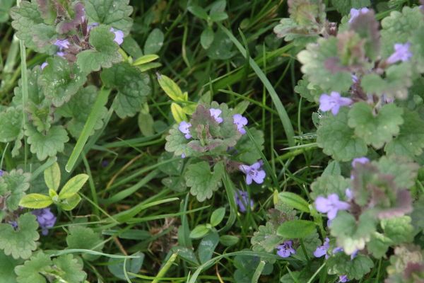 photo of Ground Ivy