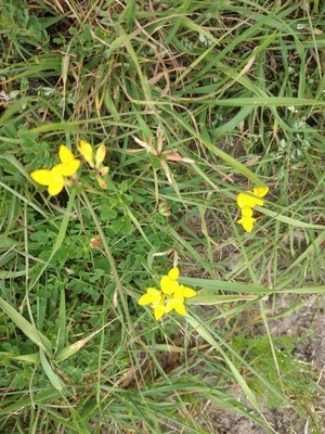 photo of Bird's Foot Trefoil