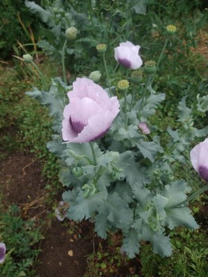 photo of Opium Poppy