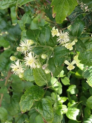 photo of Traveller's Joy