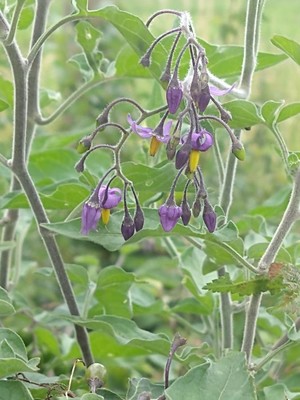 photo of Bittersweet