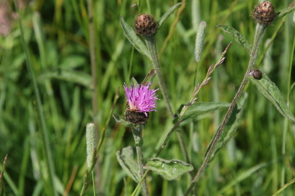 photo of Common Knapweed