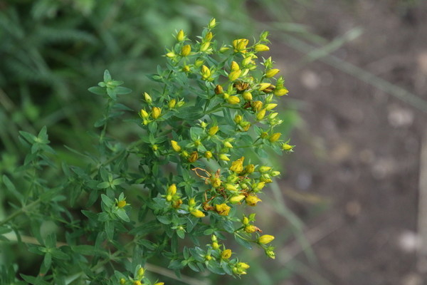 photo of Perforate St. John's Wort