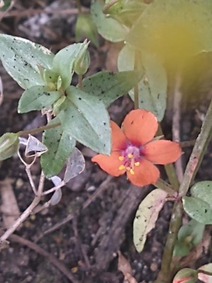 photo of Scarlet Pimpernel