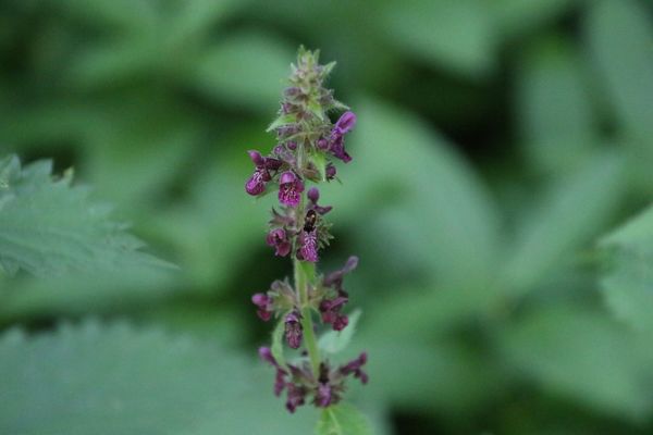 photo of Hedge Woundwort