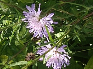 photo of Field Scabious