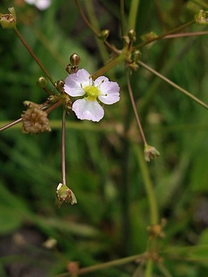 photo of Narrow Leaved Water Plantain