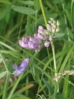 photo of Fodder Vetch