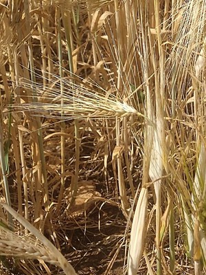 photo of Barley