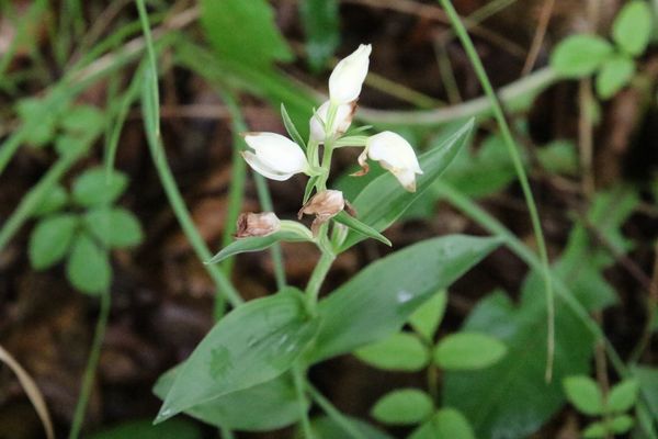photo of White Helleborine