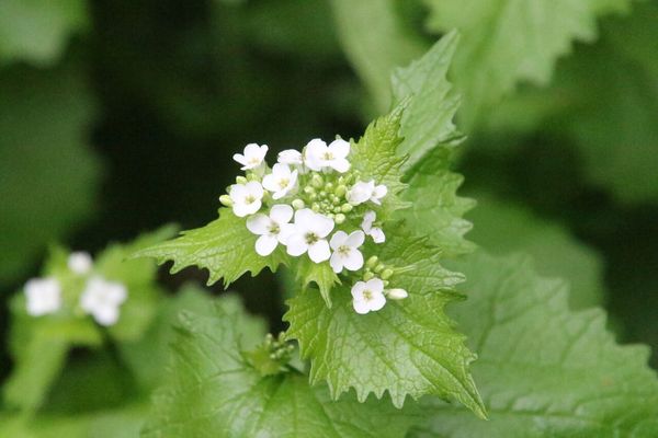 photo of Garlic Mustard