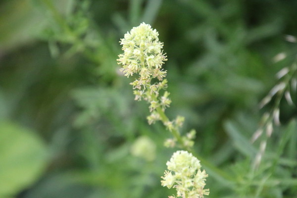 photo of Wild Mignonette