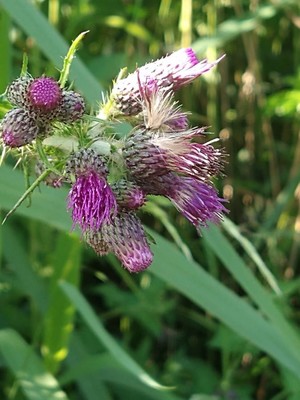 photo of Marsh Thistle