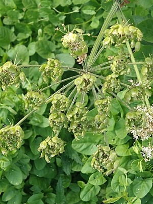photo of Hogweed