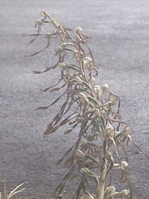 photo of Lizard Orchid