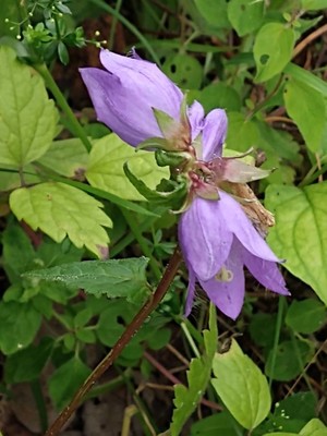 photo of Nettle Leaved Bellflower