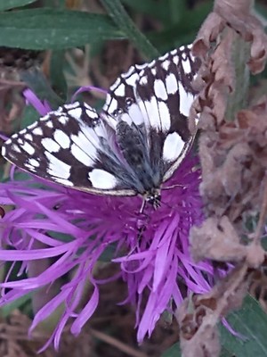 photo of Brown Knapweed