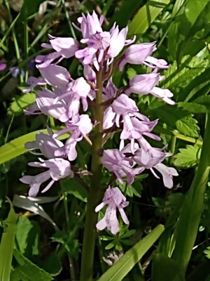 photo of Military Orchid