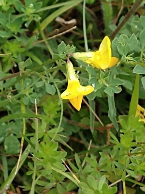 photo of Bird's Foot Trefoil