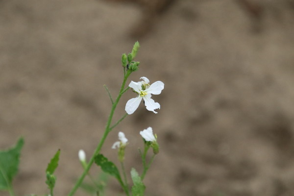 photo of Wild Radish