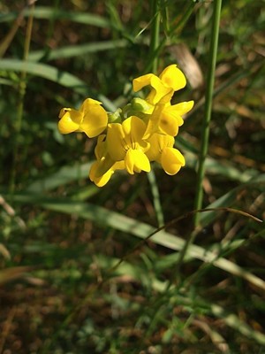 photo of Meadow Vetchling