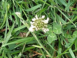 photo of White Clover
