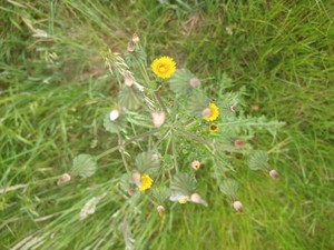 photo of Prickly Sow Thistle