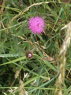photo of Common Knapweed
