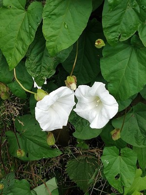photo of Hedge Bindweed