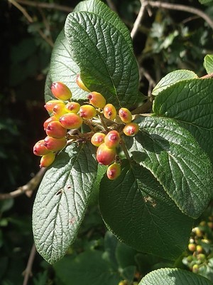 photo of Wayfaring Tree