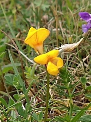photo of Bird's Foot Trefoil