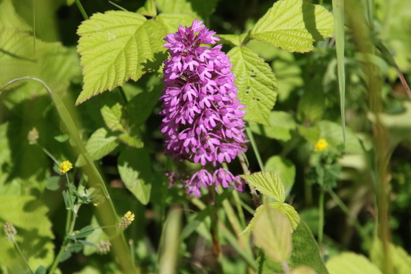 photo of Pyramidal Orchid