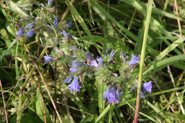 photo of Vipers Bugloss