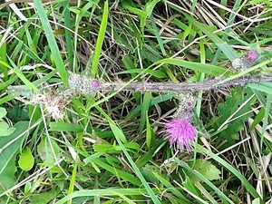 photo of Marsh Thistle