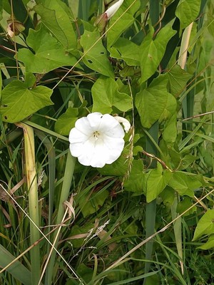 photo of Hedge Bindweed