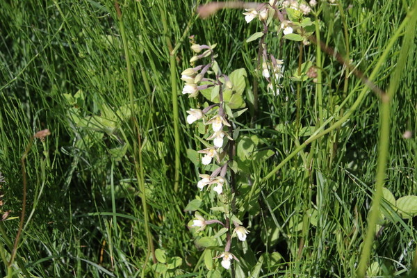 photo of Marsh Helleborine