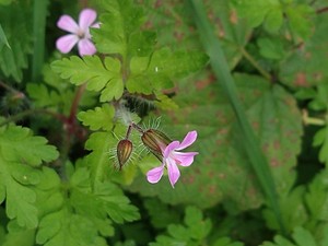 photo of Herb Robert