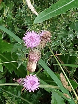 photo of Creeping Thistle