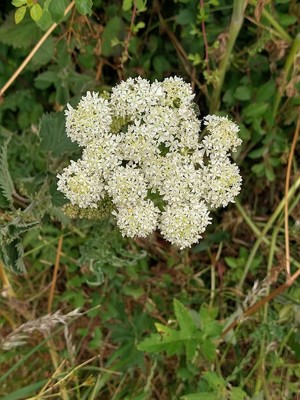 photo of Hogweed