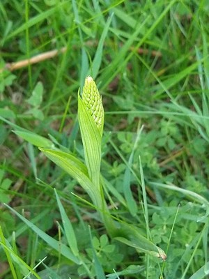 photo of Pyramidal Orchid